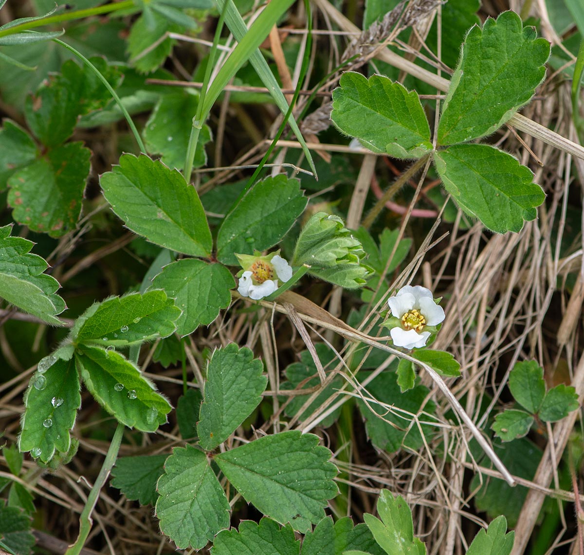 Habitus
